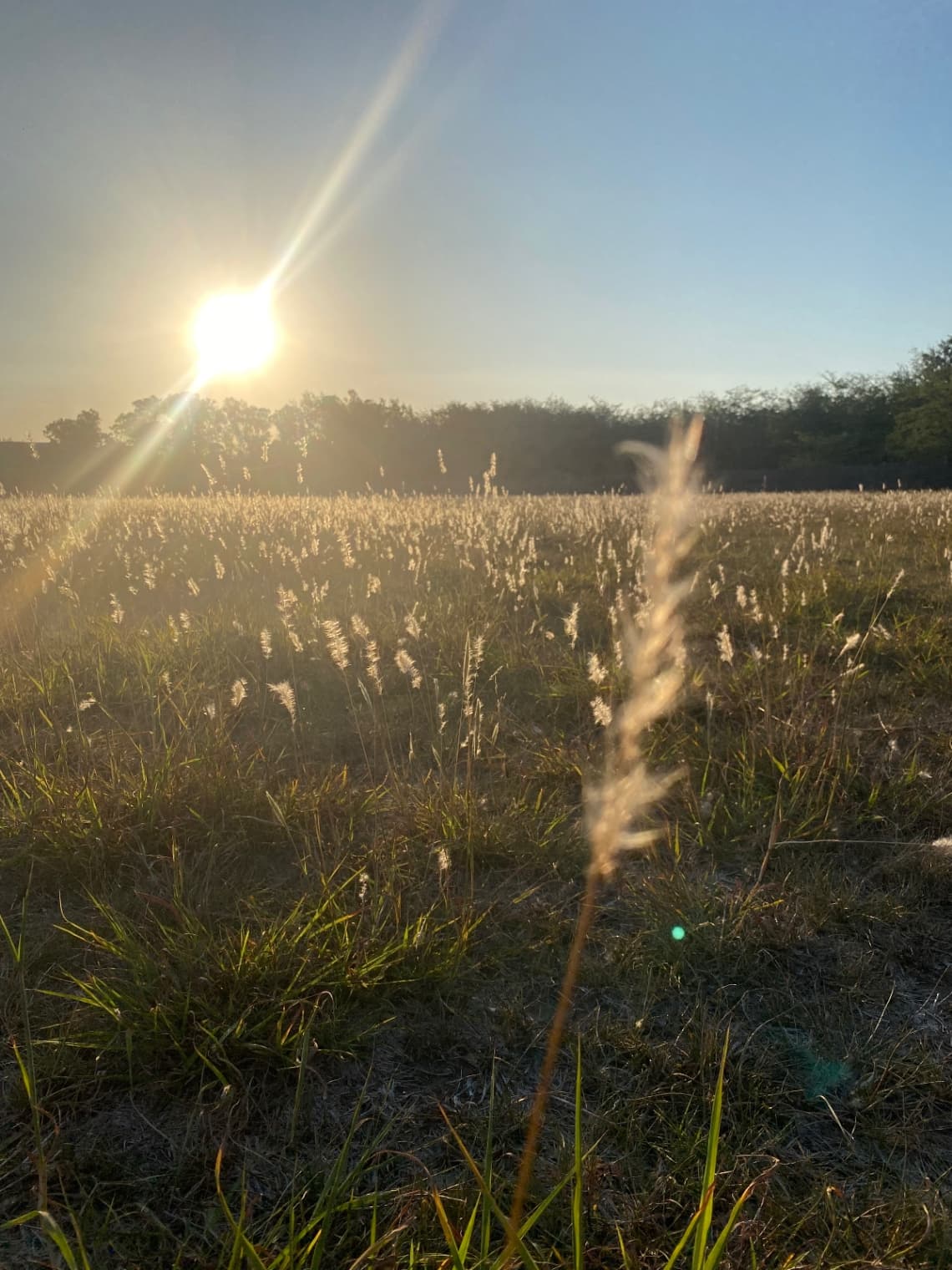 De Campo — foto 7
