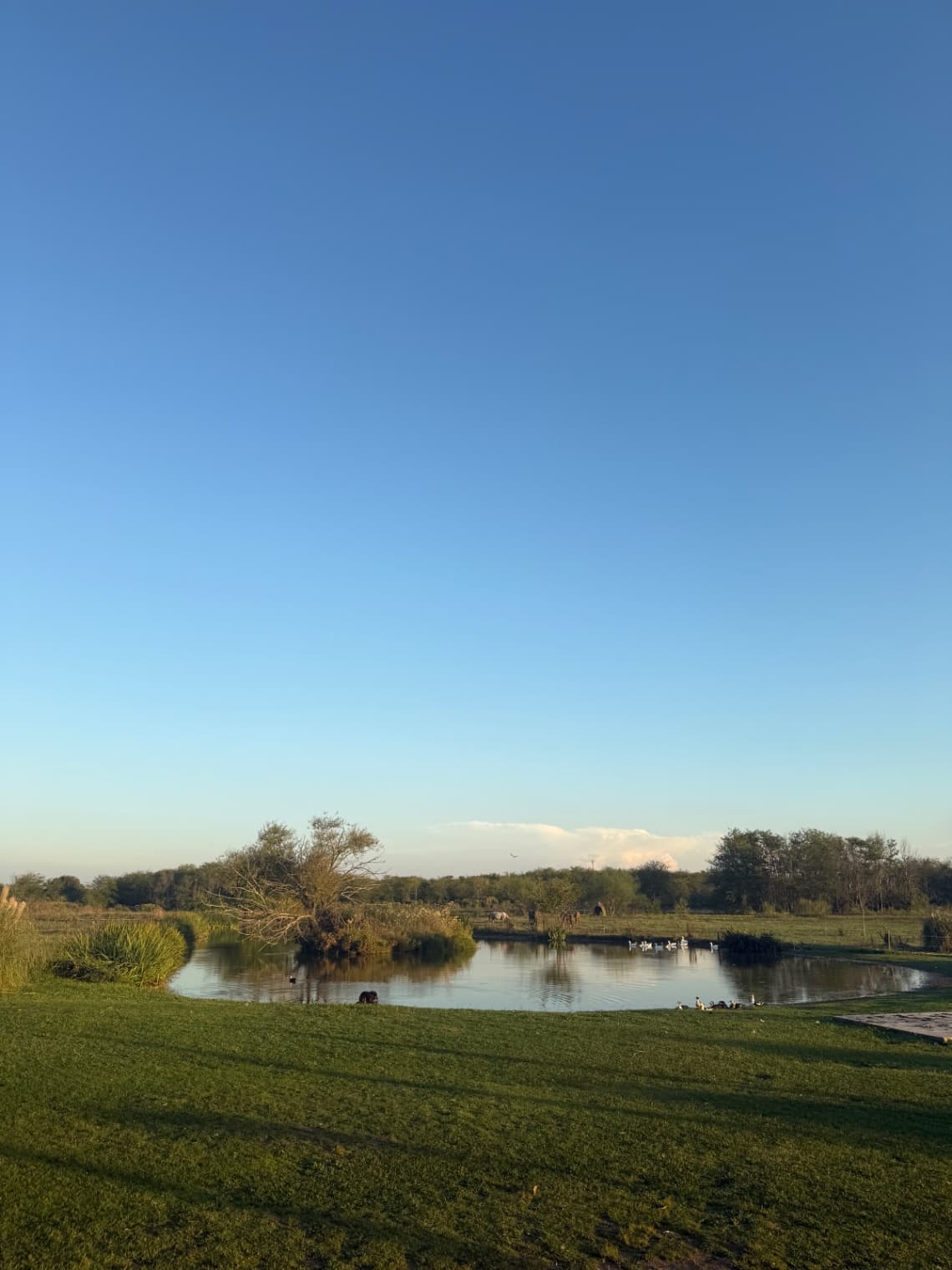 De Campo — foto 5