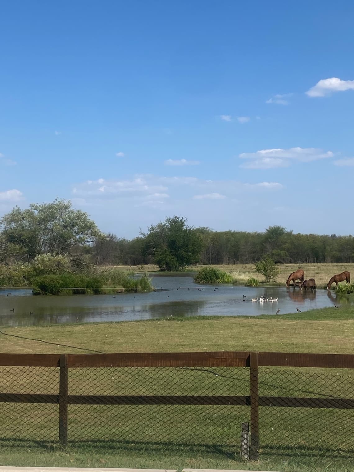 De Campo — foto 3